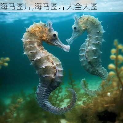 海马图片,海马图片大全大图